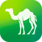 Camel Live