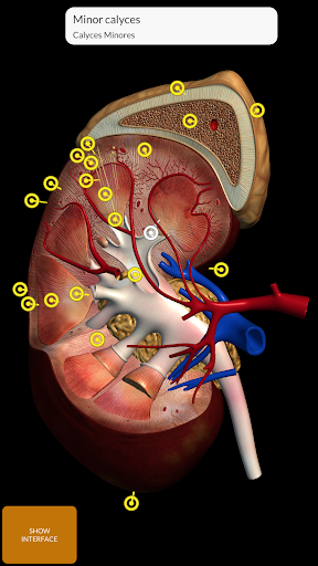 Anatomy 3D Atlas screenshot 5