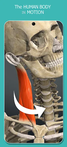 Anatomy Learning - 3D Anatomy screenshot 18