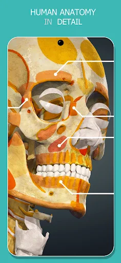 Anatomy Learning - 3D Anatomy screenshot 9