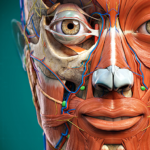 Anatomy Learning - 3D Anatomy